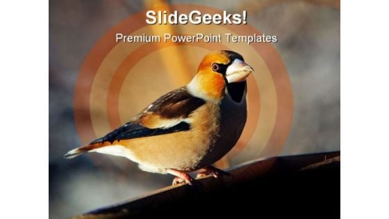 Grosbeak Perched Animals PowerPoint Templates And PowerPoint Backgrounds 0511