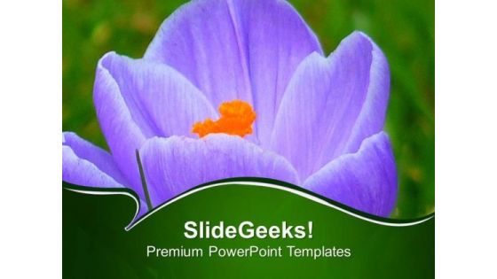 Growing Crocus Spring Flower PowerPoint Templates Ppt Backgrounds For Slides 0513 Growing Crocus Spring Flower PowerPoint Templates Ppt Backgrounds For Slides 0513