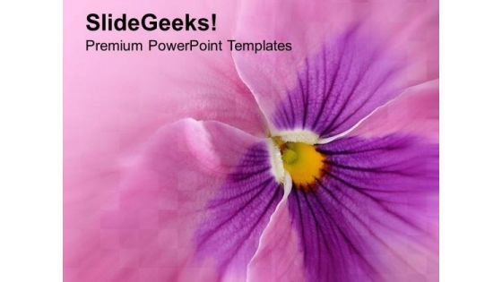 Growing Pansies Floral Abstract PowerPoint Templates Ppt Backgrounds For Slides 0513