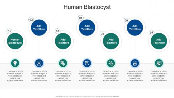 Human Blastocyst In Powerpoint And Google Slides Cpb