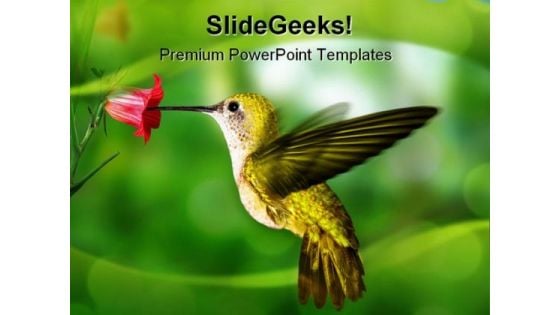 Humming Bird Animals PowerPoint Template 0910