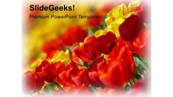 Image Of Red Yellow Tulip Flowers PowerPoint Templates Ppt Backgrounds For Slides 0713