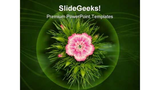 Inflorescence Of Phlox Beauty PowerPoint Templates And PowerPoint Backgrounds 0311