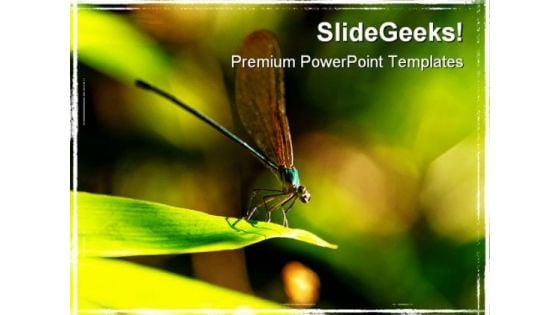 Insect Macro Laos Animals PowerPoint Templates And PowerPoint Backgrounds 0211