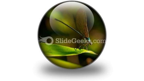 Insect PowerPoint Icon C Insect PowerPoint Icon C
