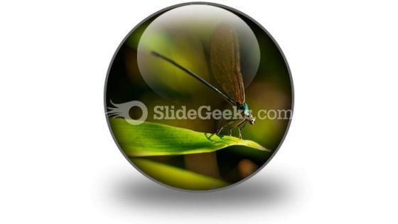 Insect PowerPoint Icon C