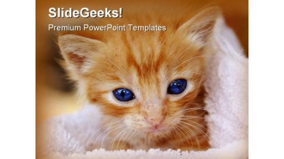 Kitten Animals PowerPoint Templates And PowerPoint Backgrounds 0211