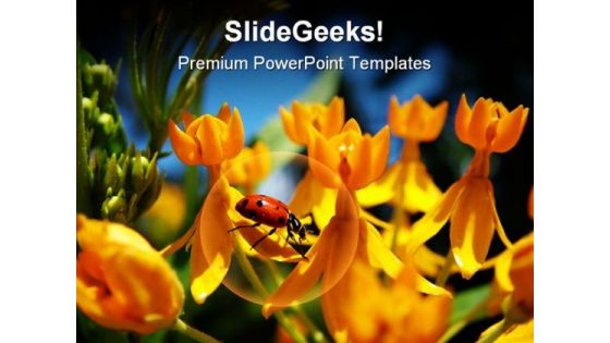 Lady Bug On Yellow Flowers Beauty PowerPoint Templates And PowerPoint Backgrounds 0211