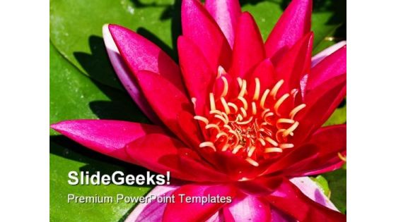 Lotus Flower Beauty PowerPoint Templates And PowerPoint Backgrounds 0311