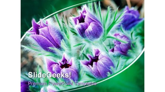 Lush Pasque Flowers Beauty PowerPoint Templates And PowerPoint Backgrounds 0311