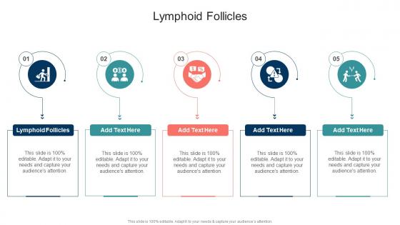 Lymphoid Follicles In Powerpoint And Google Slides Cpb
