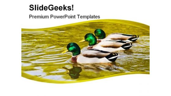 Mallard Duck Family PowerPoint Templates And PowerPoint Backgrounds 0211