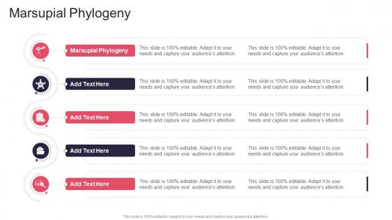 Marsupial Phylogeny In Powerpoint And Google Slides Cpb