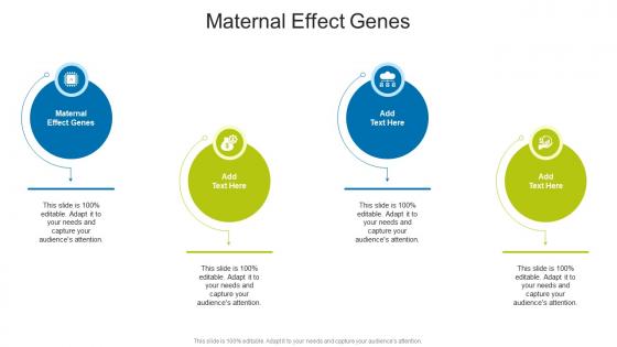 Maternal Effect Genes In Powerpoint And Google Slides Cpb