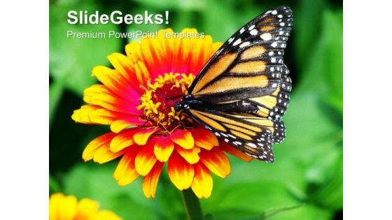 Monarch Butterfly Resting On A Summer Flower PowerPoint Templates Ppt Backgrounds For Slides 1212 Monarch Butterfly Resting On A Summer Flower PowerPoint Templates Ppt Backgrounds For Slides 1212