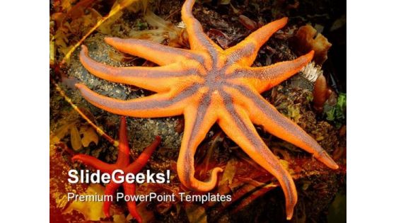 Northern Starfish Animals PowerPoint Themes And PowerPoint Slides 0511