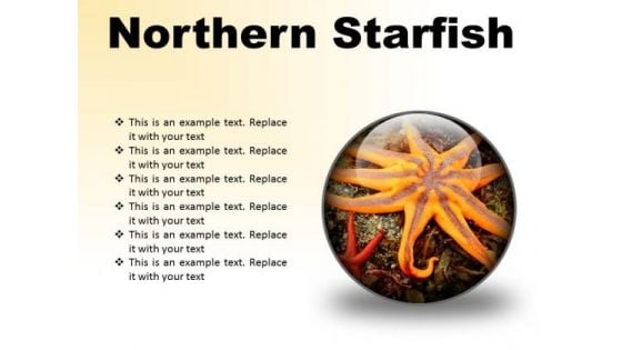 Northern Starfish Beach PowerPoint Presentation Slides C