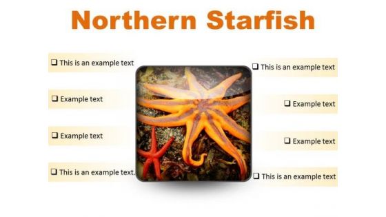 Northern Starfish Beach PowerPoint Presentation Slides S