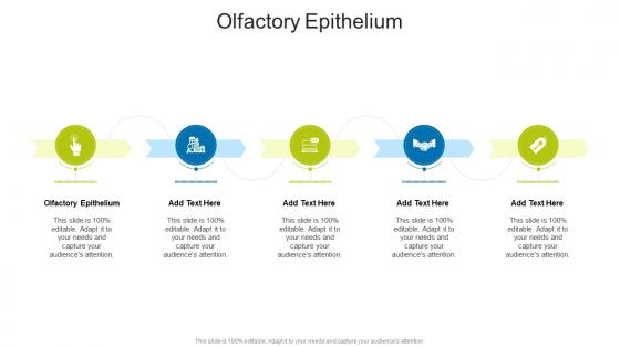 Olfactory Epithelium In Powerpoint And Google Slides Cpb