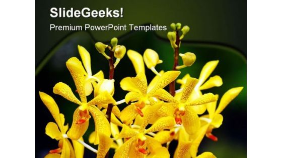 Orchids Flowers Beauty PowerPoint Backgrounds And Templates 0111 Orchids Flowers Beauty PowerPoint Backgrounds And Templates 0111