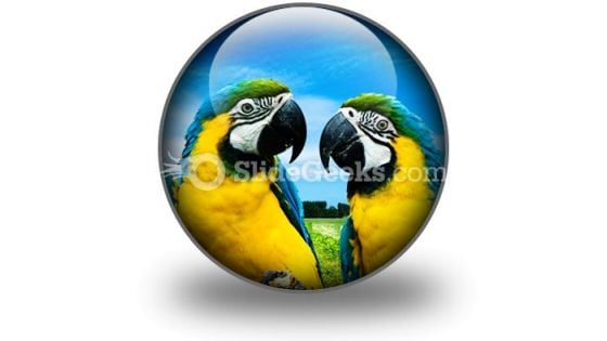 Parrots In Love PowerPoint Icon C