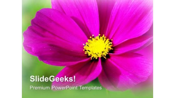 Pink Blooming Flower Beauty PowerPoint Templates Ppt Backgrounds For Slides 0213