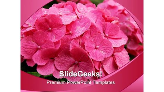 Pink Hydrangea Bush Beauty PowerPoint Templates And PowerPoint Backgrounds 0311