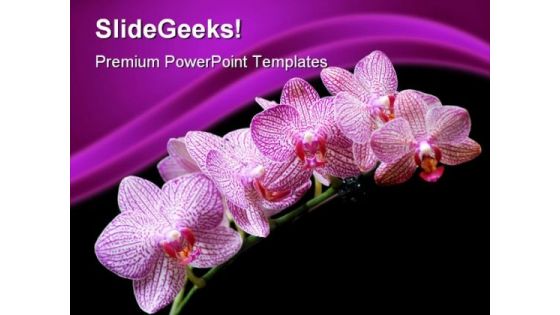 Pink Orchids Beauty PowerPoint Templates And PowerPoint Backgrounds 0311