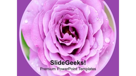 Pink Rose Beauty Of Nature PowerPoint Templates Ppt Backgrounds For Slides 0513