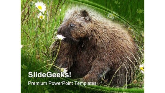 Porcupine Animals PowerPoint Templates And PowerPoint Backgrounds 0211