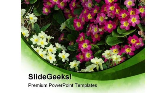 Primroses Beauty PowerPoint Templates And PowerPoint Backgrounds 0311