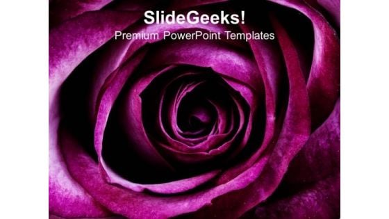 Purple Rose Background PowerPoint Templates Ppt Backgrounds For Slides 0613