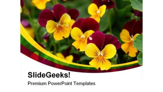 Purple Yellow Pansies Beauty  PowerPoint Templates And PowerPoint Backgrounds 0211