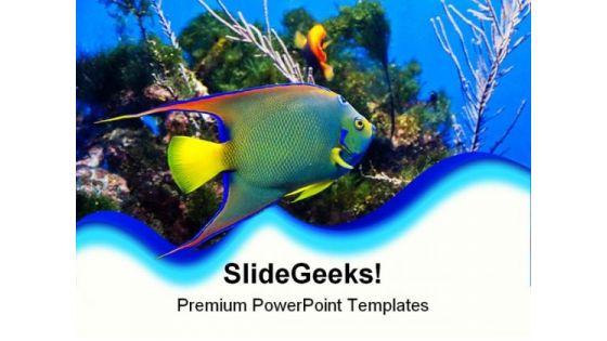 Queen Angel Fish Animals PowerPoint Templates And PowerPoint Backgrounds 0211