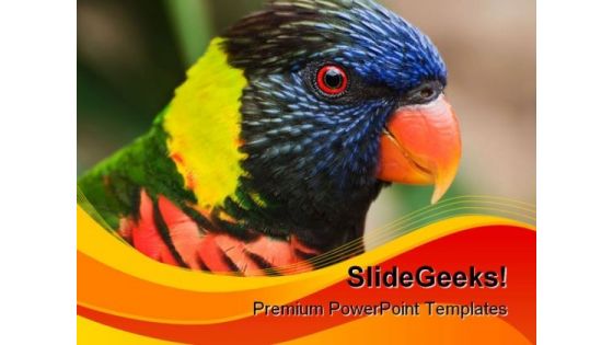 Rainbow Lorikeet Animals PowerPoint Templates And PowerPoint Backgrounds 0111