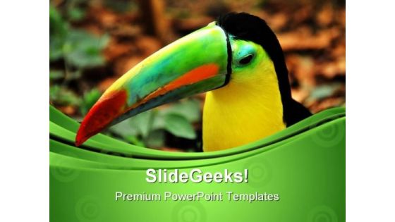 Rainbow Toucan Animals PowerPoint Themes And PowerPoint Slides 0611