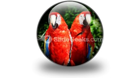 Red Parrots PowerPoint Icon C Red Parrots PowerPoint Icon C