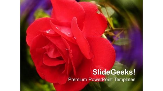 Red Rose Beauty Nature PowerPoint Templates Ppt Backgrounds For Slides 0213 Red Rose Beauty Nature PowerPoint Templates Ppt Backgrounds For Slides 0213