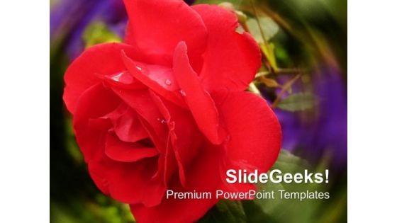 Red Rose Beauty Nature PowerPoint Templates Ppt Backgrounds For Slides 0213