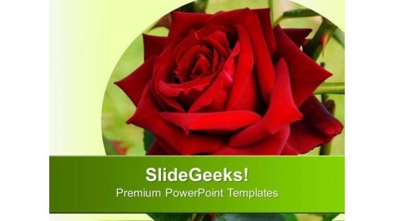 Red Rose With Background PowerPoint Templates Ppt Backgrounds For Slides 0613