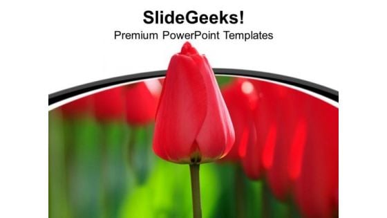 Red Tulip Flowers Isolated On White Background PowerPoint Templates Ppt Backgrounds For Slides 1212 Red Tulip Flowers Isolated On White Background PowerPoint Templates Ppt Backgrounds For Slides 1212