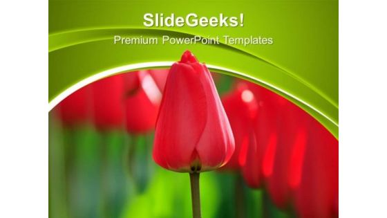 Red Tulips Beauty Nature PowerPoint Templates Ppt Backgrounds For Slides 0213