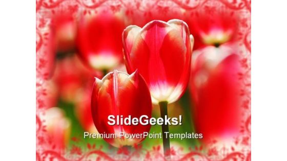 Red Tulips Beauty PowerPoint Templates And PowerPoint Backgrounds 0211