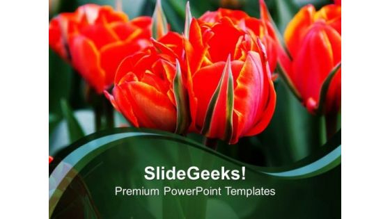 Red Tulips Flowers Beauty PowerPoint Templates Ppt Backgrounds For Slides 0213