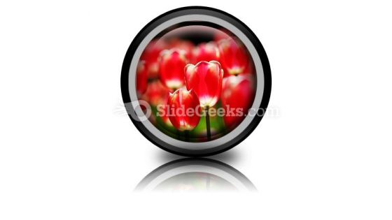 Red Tulips PowerPoint Icon Cc