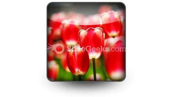 Red Tulips PowerPoint Icon S