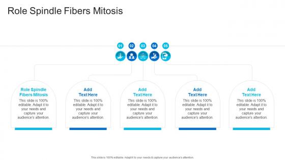 Role Spindle Fibers Mitosis In Powerpoint And Google Slides Cpb