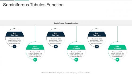 Seminiferous Tubules Function In Powerpoint And Google Slides Cpb
