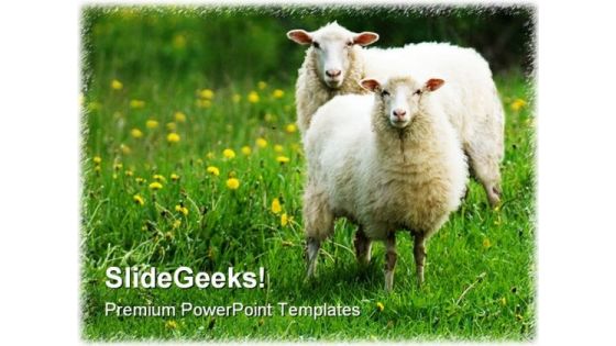 Sheep In Dandelion Field Animals PowerPoint Templates And PowerPoint Backgrounds 0211