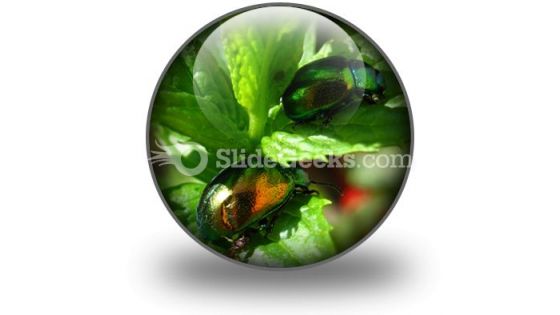 Shiny Beetles PowerPoint Icon C